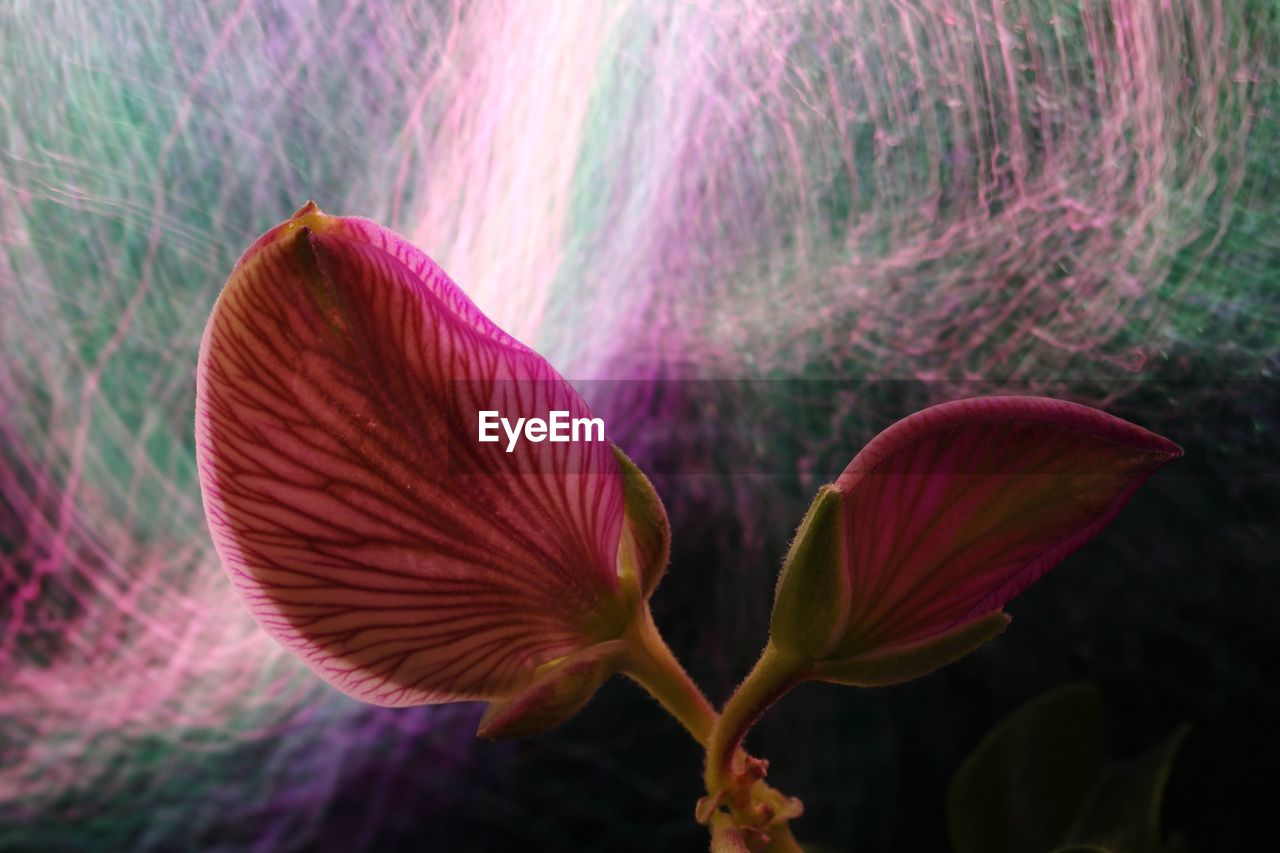 CLOSE-UP OF PINK FLOWER