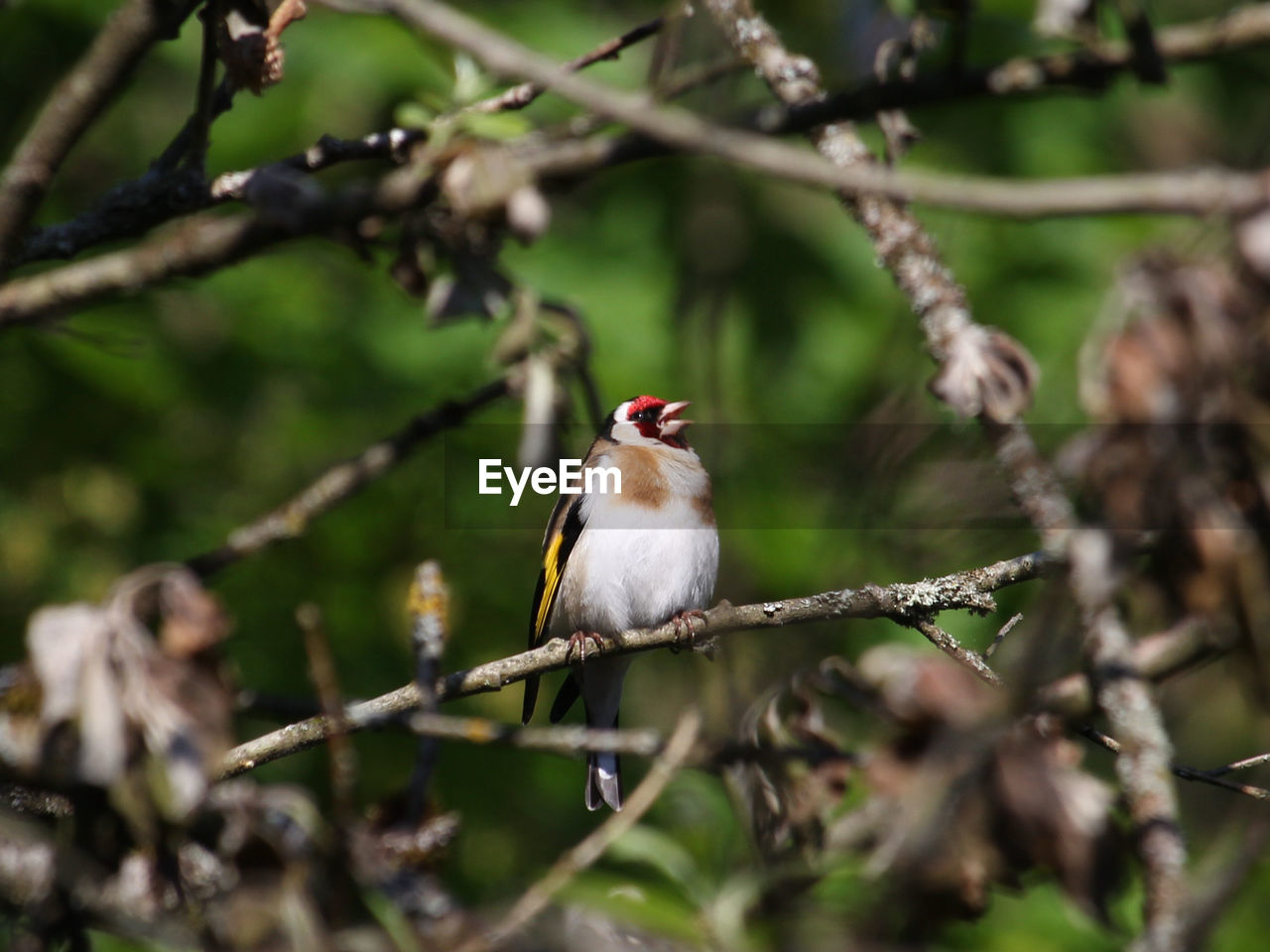 BIRD PERCHING ON A BRANCH