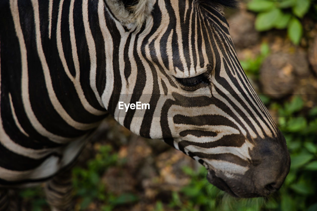 Close-up of zebra