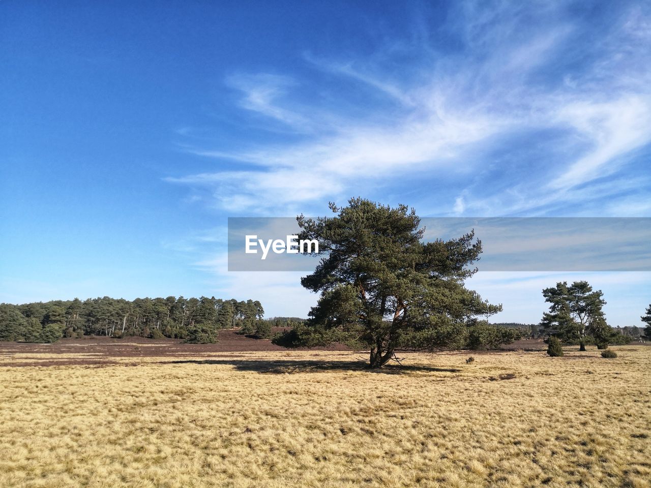 TREE ON FIELD AGAINST SKY