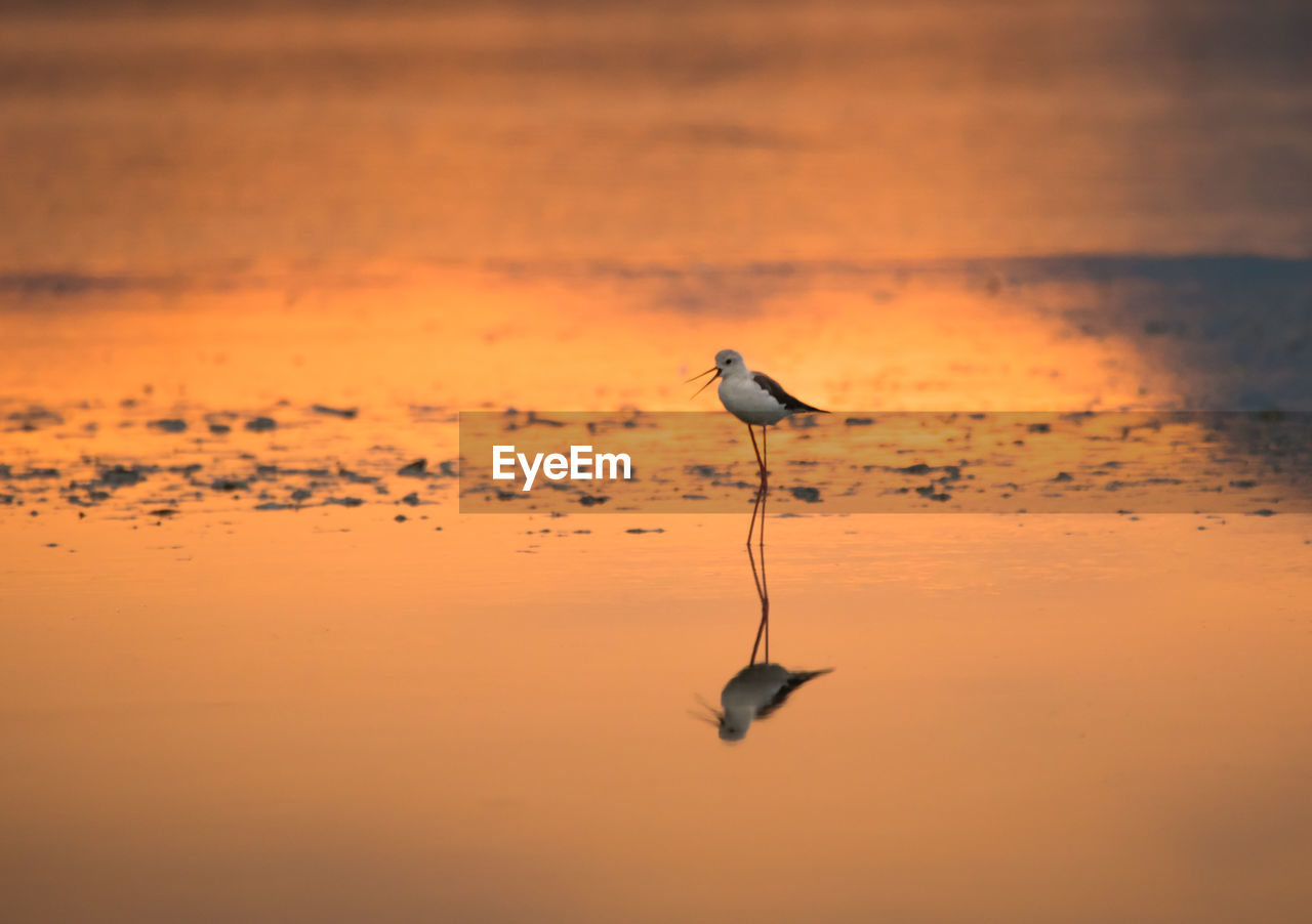 Black-winged stilt foraging in water with reflection at molentargius during sunset