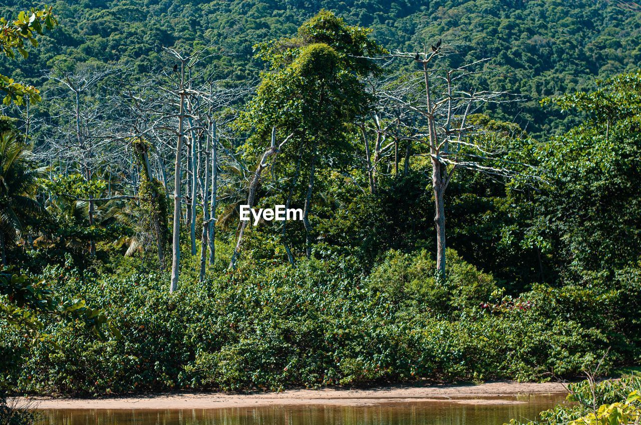 PLANTS IN FOREST