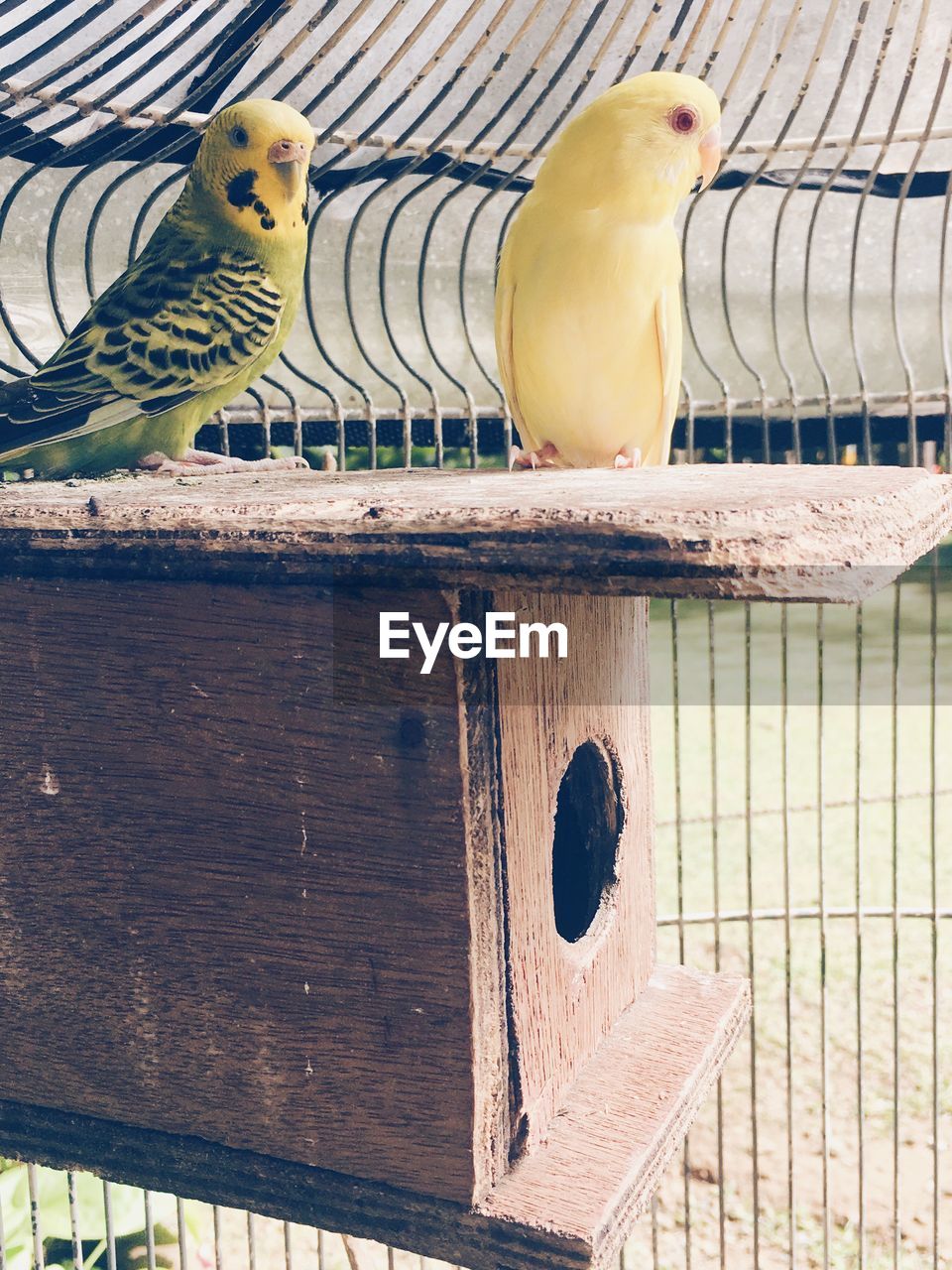 Close-up of parrots perching in cage