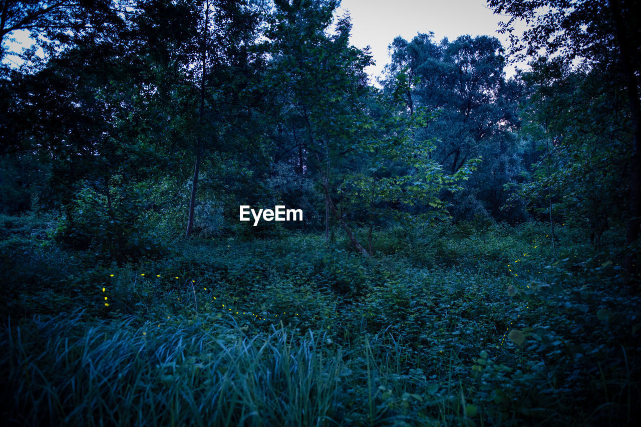 VIEW OF TREES IN FOREST