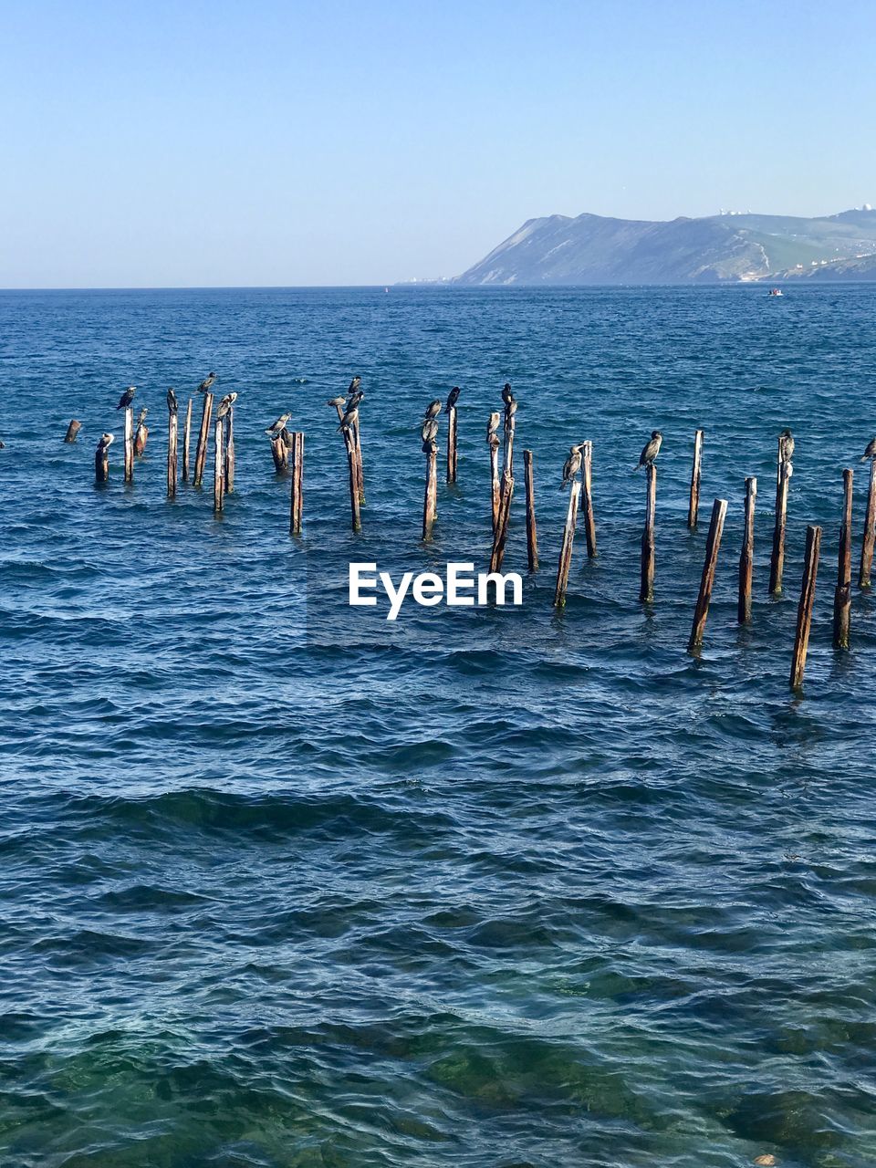 Birds sitting on old stilts on the black sea 