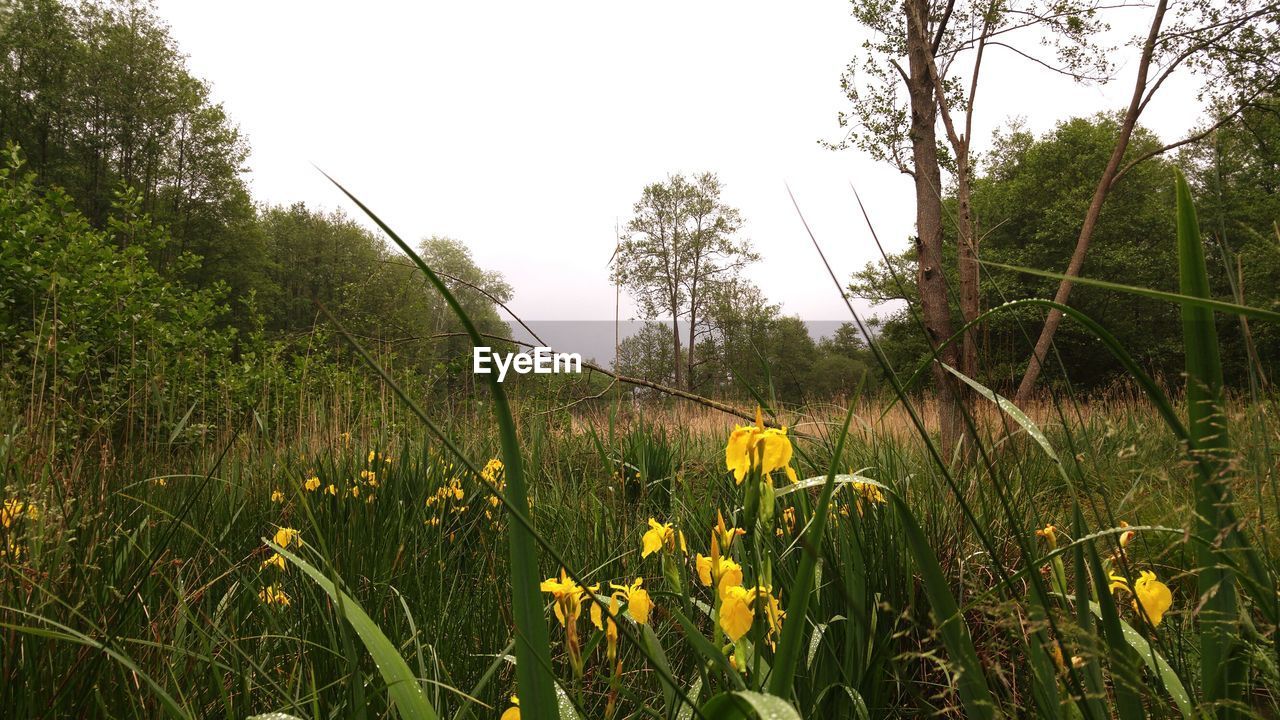 PLANTS GROWING ON FIELD AGAINST SKY