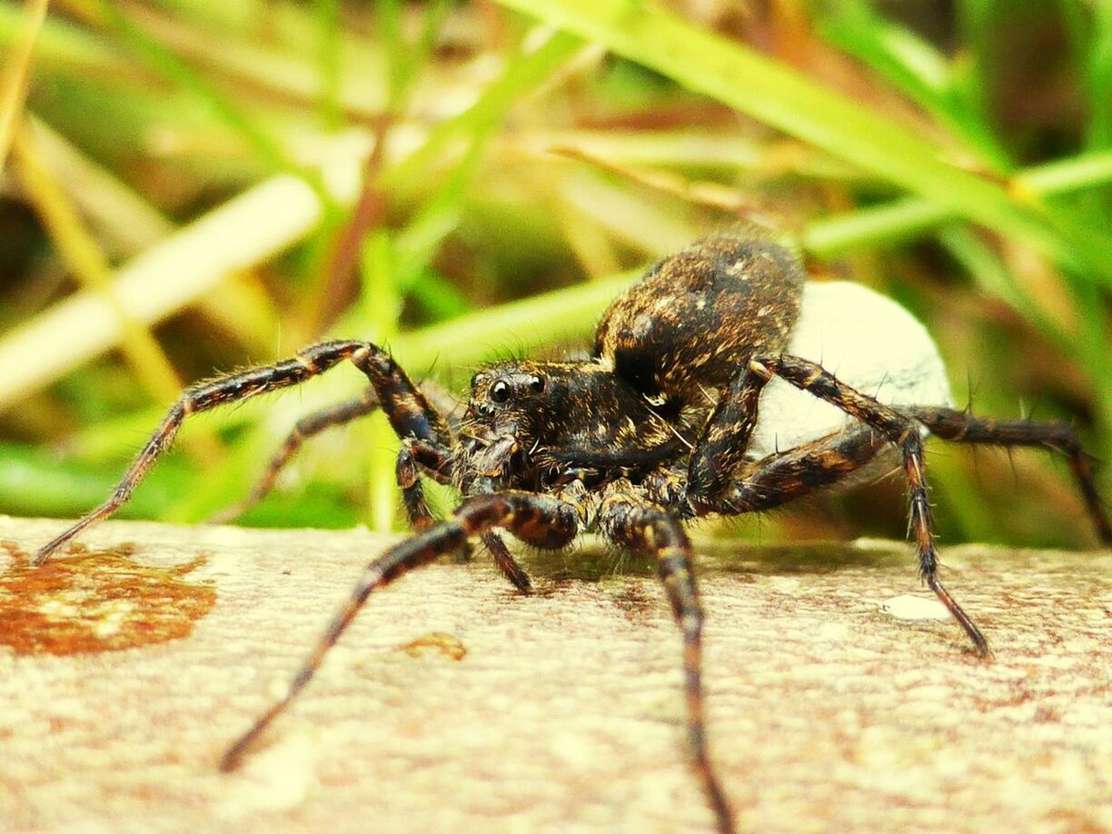 Close-up of spider on wall against plants