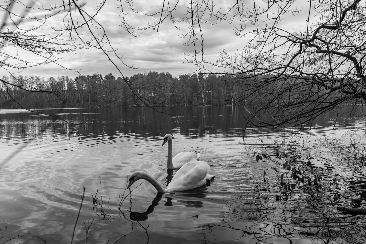 water, tree, black and white, winter, monochrome, monochrome photography, plant, nature, lake, reflection, bare tree, snow, water bird, day, bird, animal themes, animal, tranquility, beauty in nature, sky, no people, duck, branch, wildlife, outdoors, animal wildlife, tranquil scene, one animal, ducks, geese and swans, scenics - nature, wetland, swan