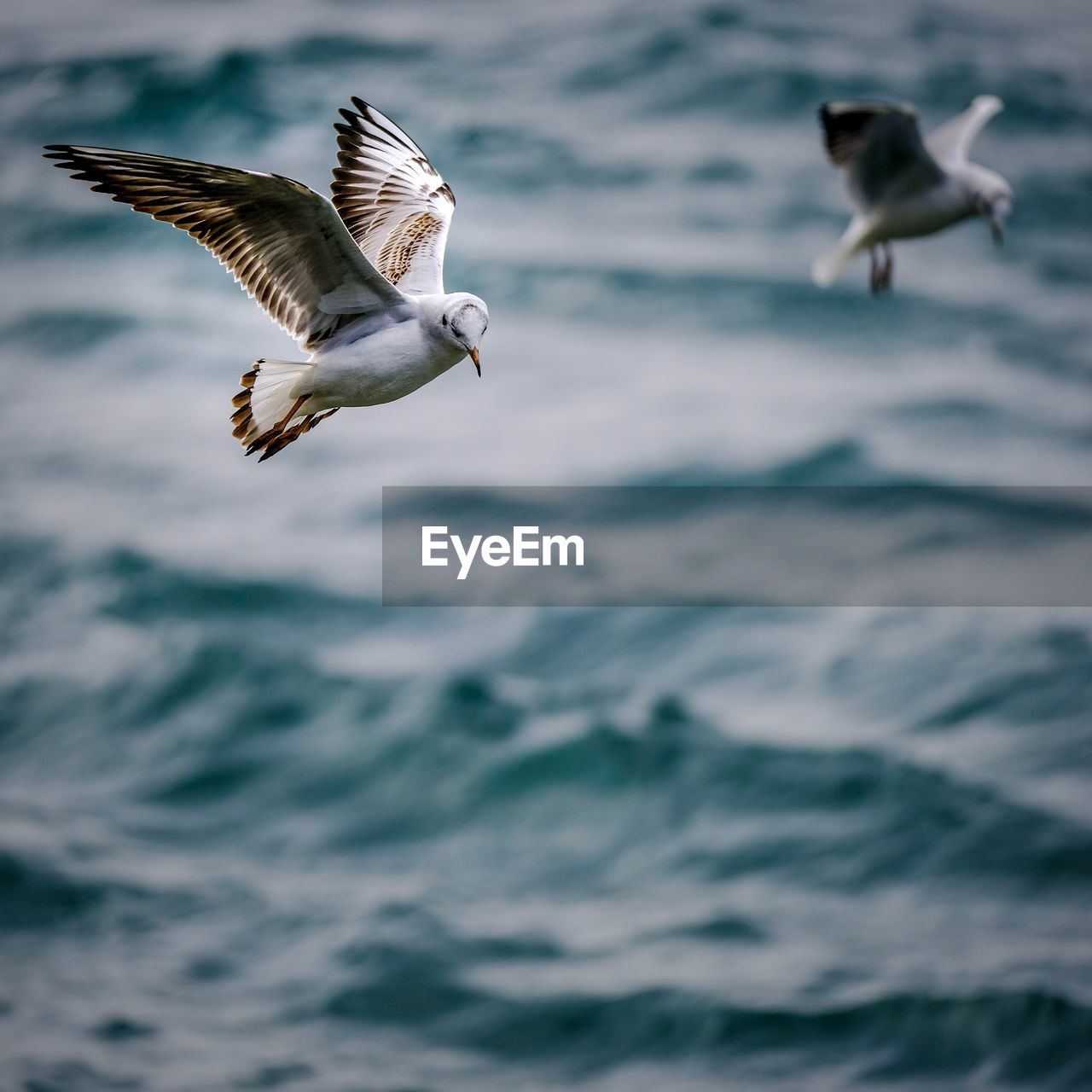 Seagull flying over sea