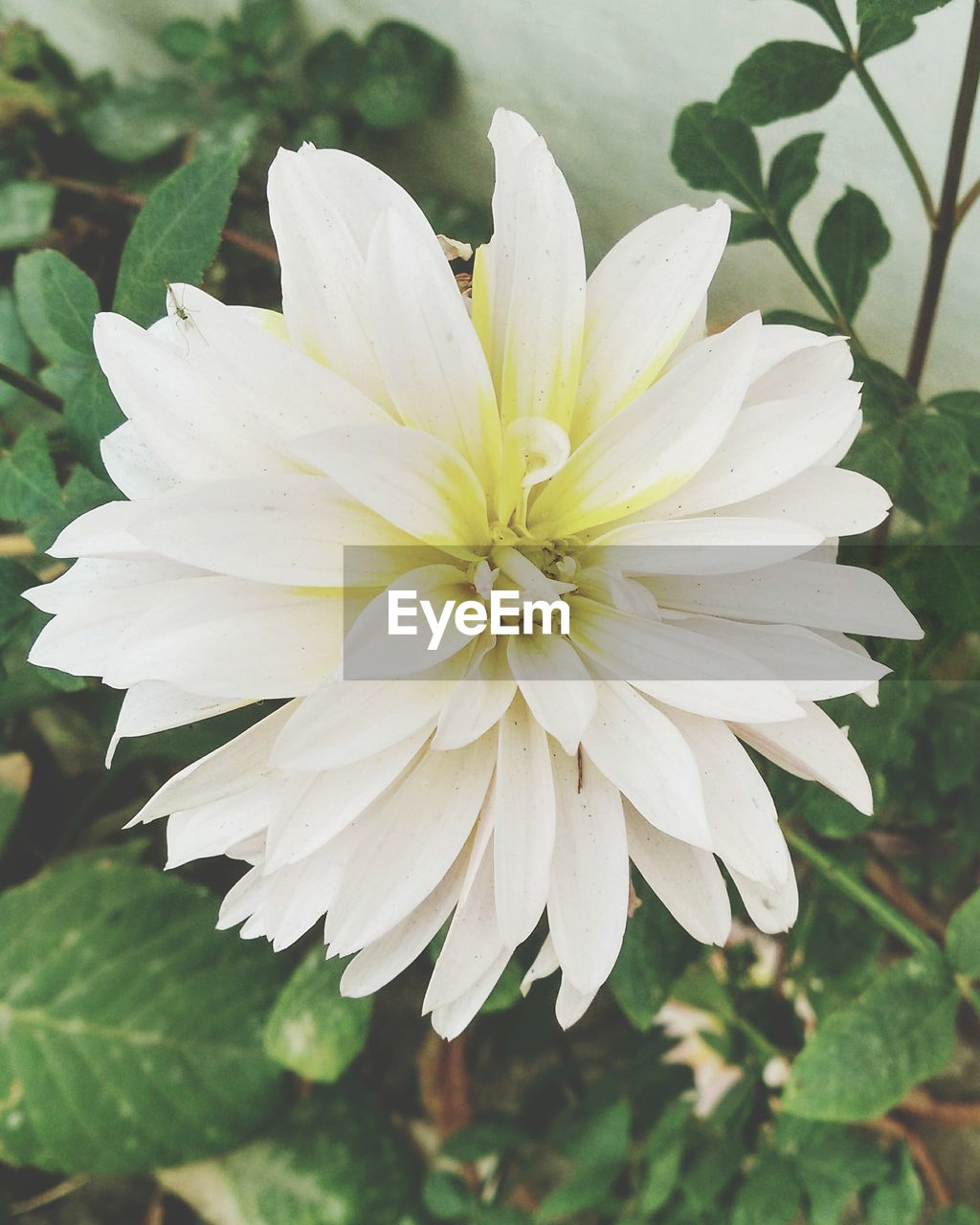 CLOSE-UP OF WHITE FLOWER