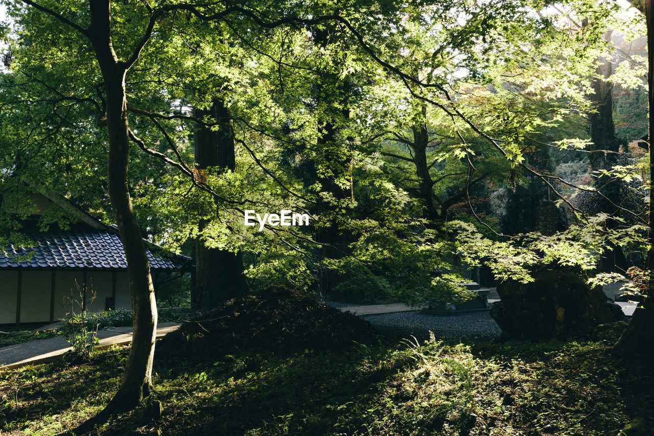 TREES AND PLANTS GROWING IN FOREST