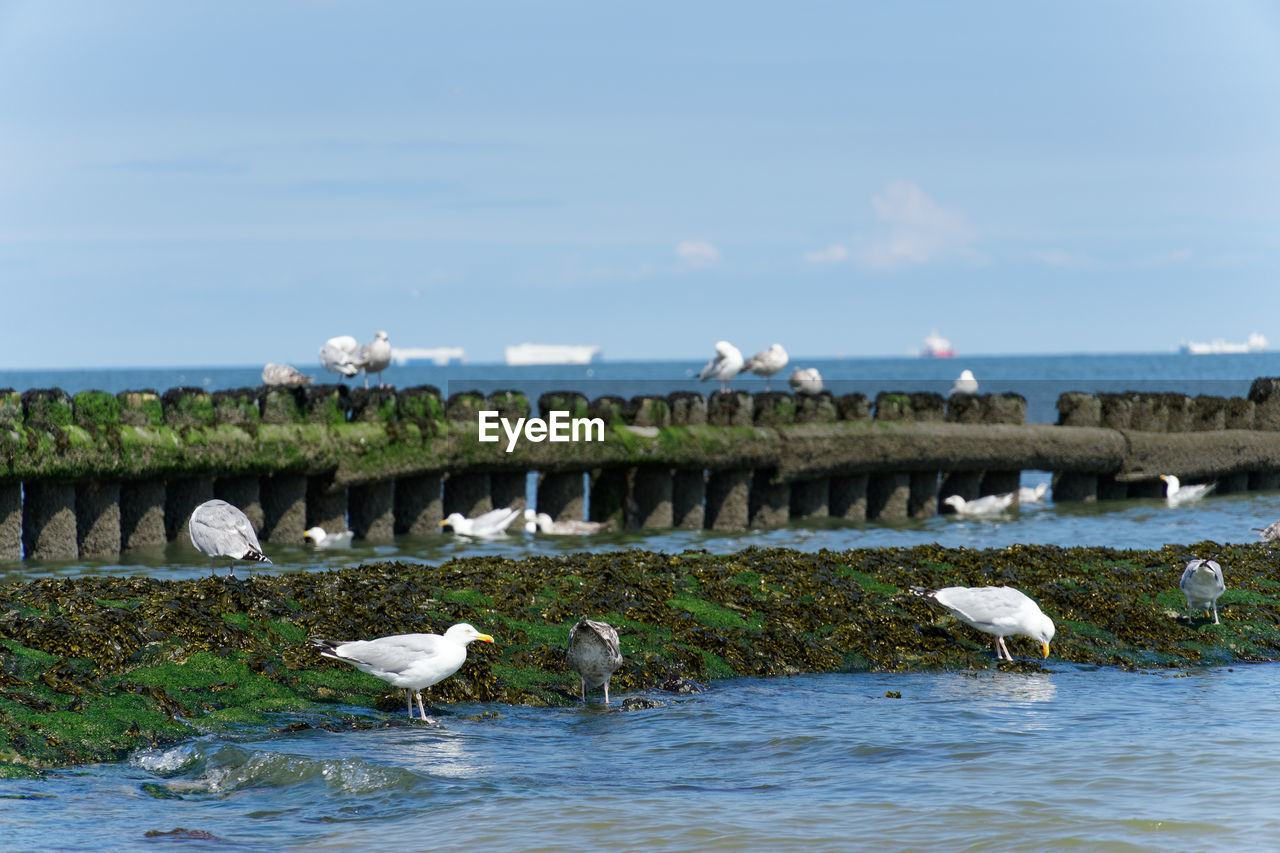 bird, water, wildlife, animal themes, animal, animal wildlife, group of animals, shore, sea, nature, sky, large group of animals, no people, day, coast, seabird, beauty in nature, beach, flock of birds, seagull, land, white, outdoors, cloud, wetland, water bird