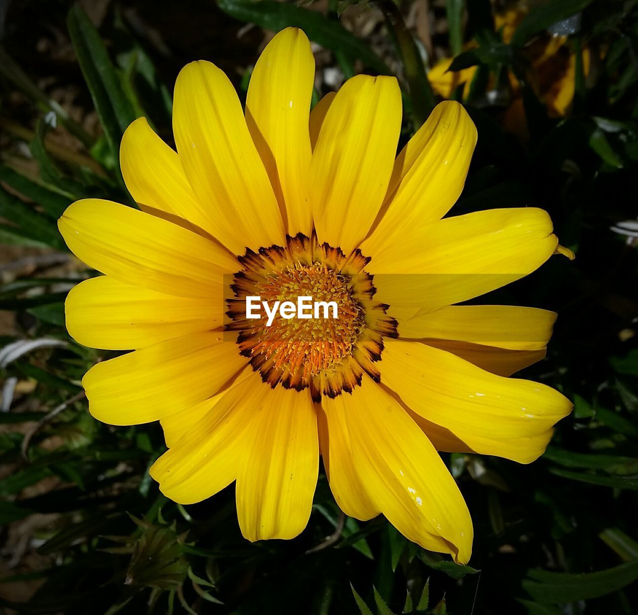 Macro shot of yellow gazania flower