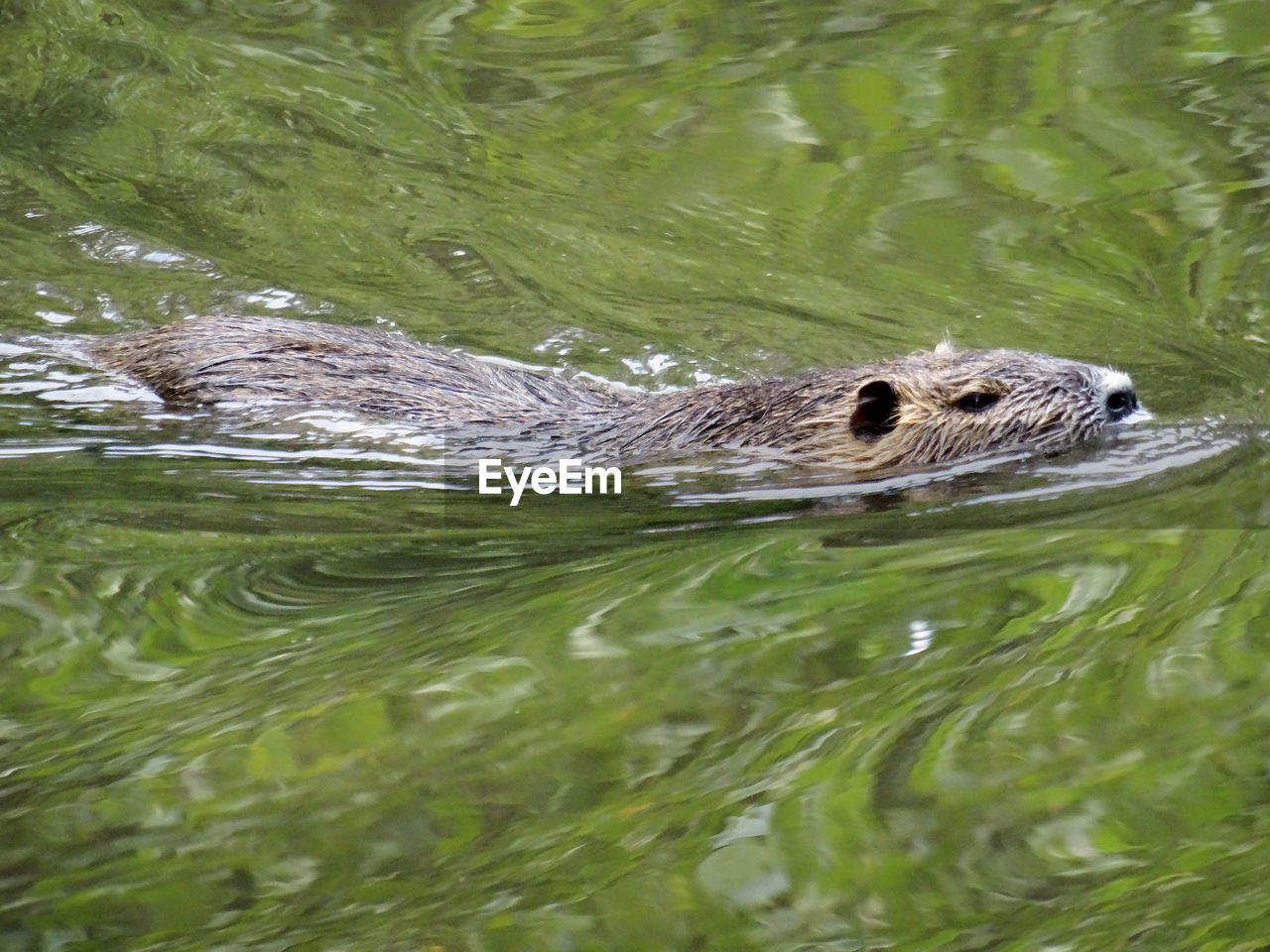 animal themes, animal wildlife, animal, one animal, wildlife, water, reptile, swimming, crocodile, animal body part, no people, alligator, nature, animal head, underwater, lake, day, outdoors, mammal, portrait, rippled