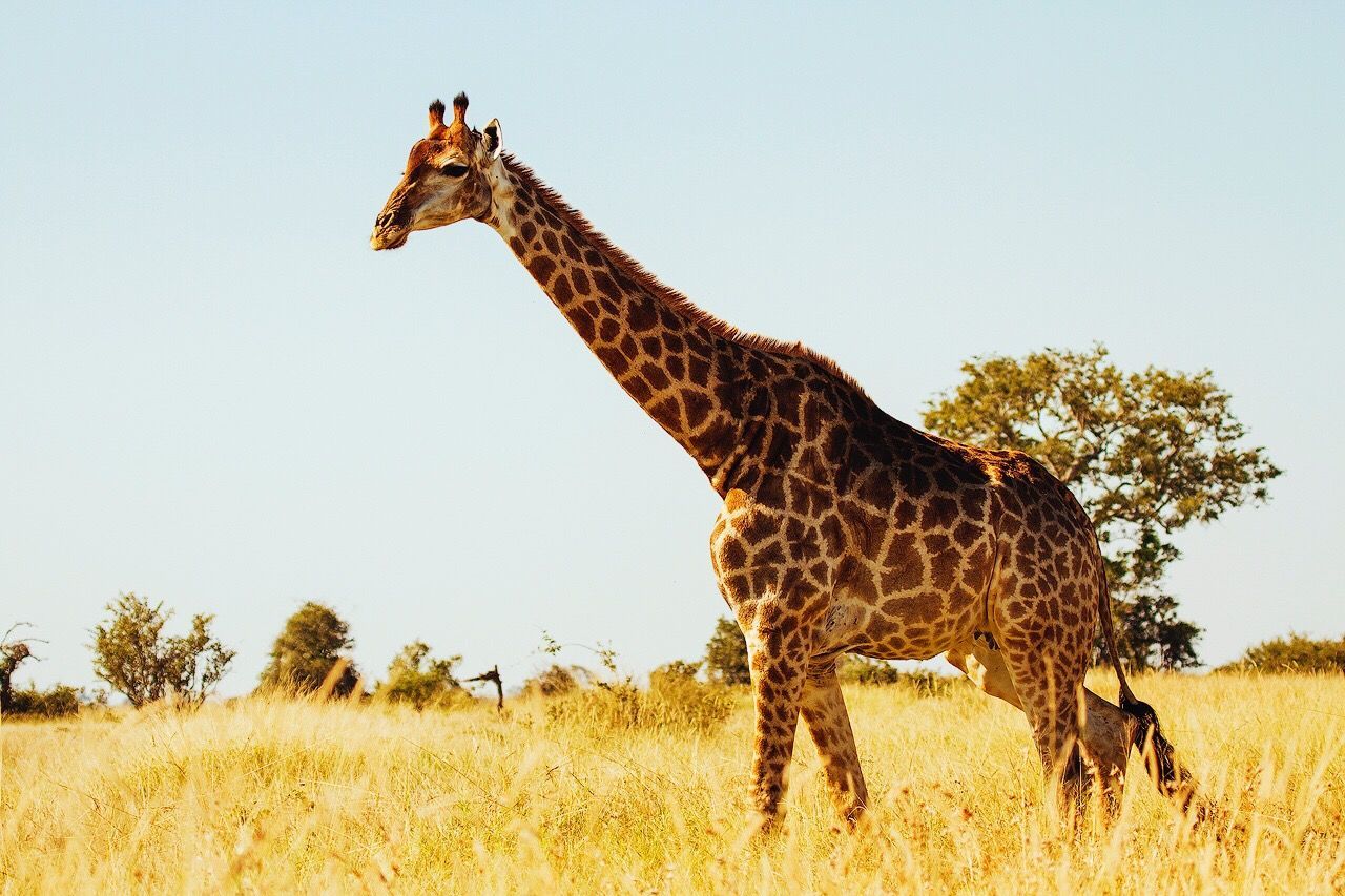 Giraffe standing on field