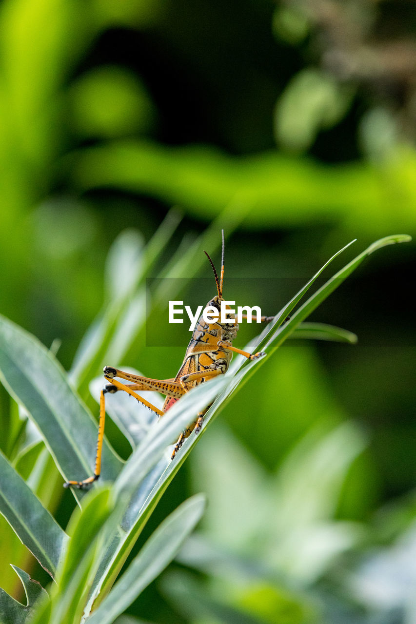 CLOSE-UP OF INSECT ON GREEN LEAF