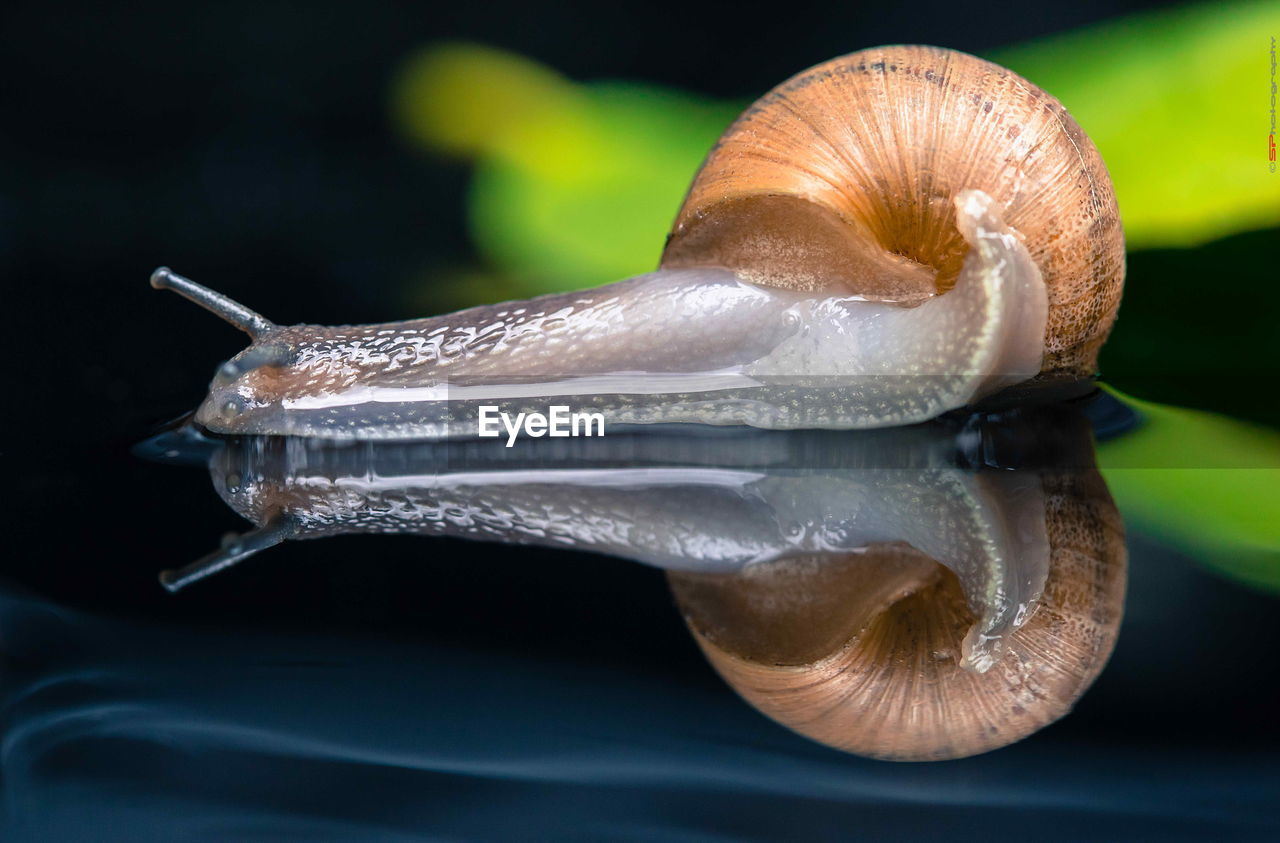 Close-up of snail with reflection