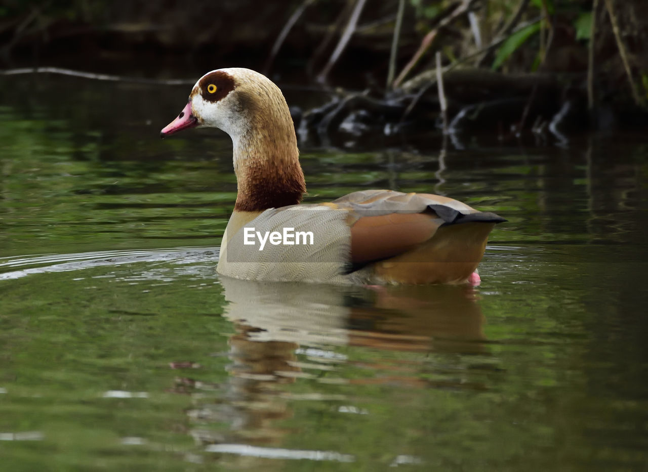 DUCK SWIMMING ON LAKE