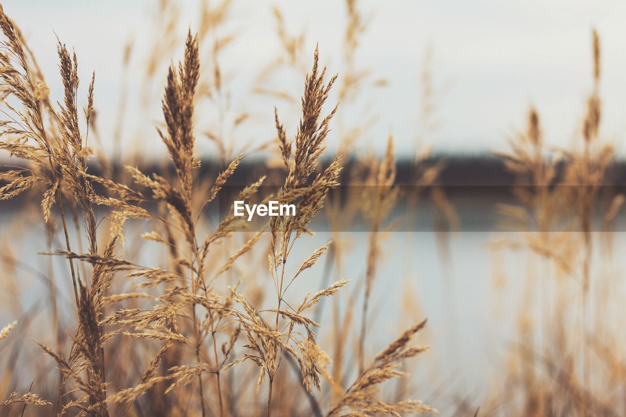 Close-up of wheat field