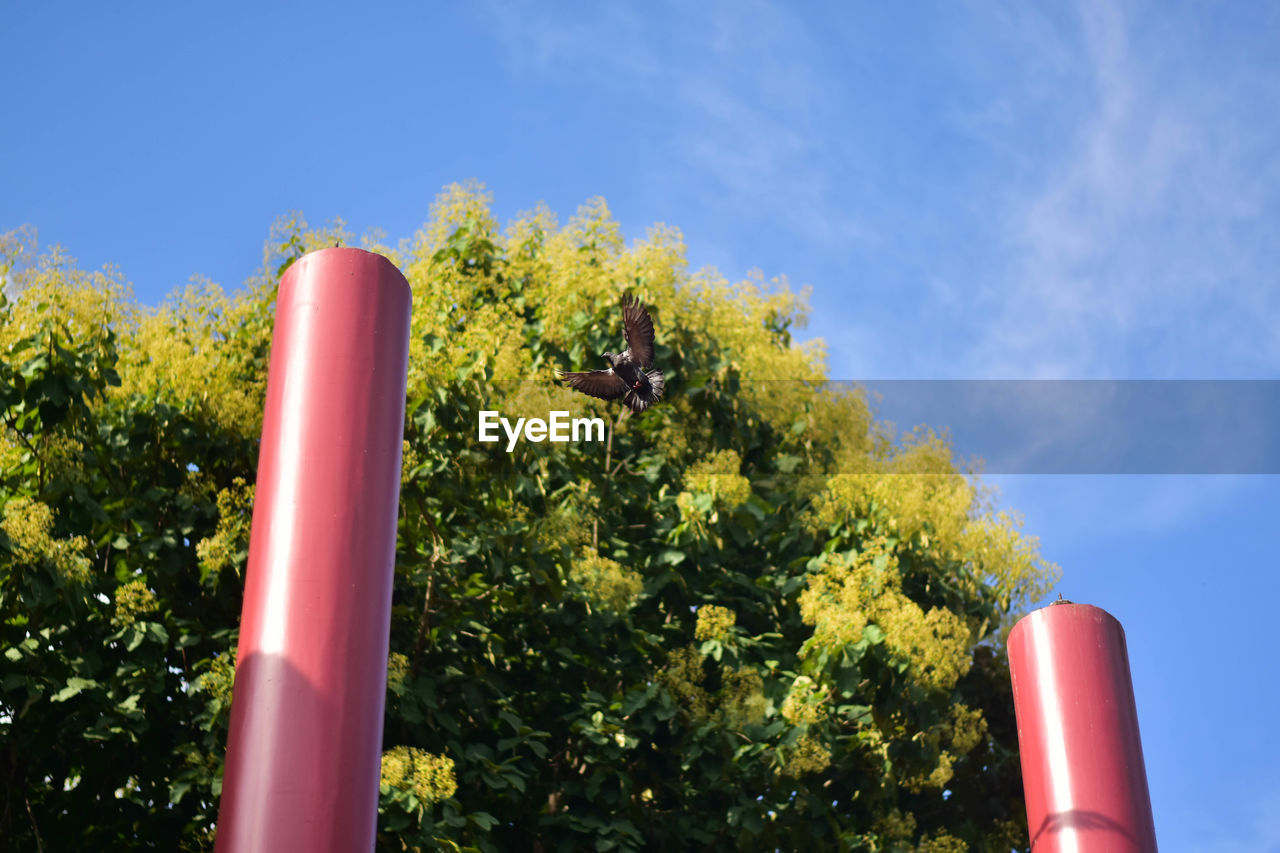 plant, sky, nature, tree, red, no people, blue, day, flower, low angle view, outdoors, growth, green, grass, sunlight