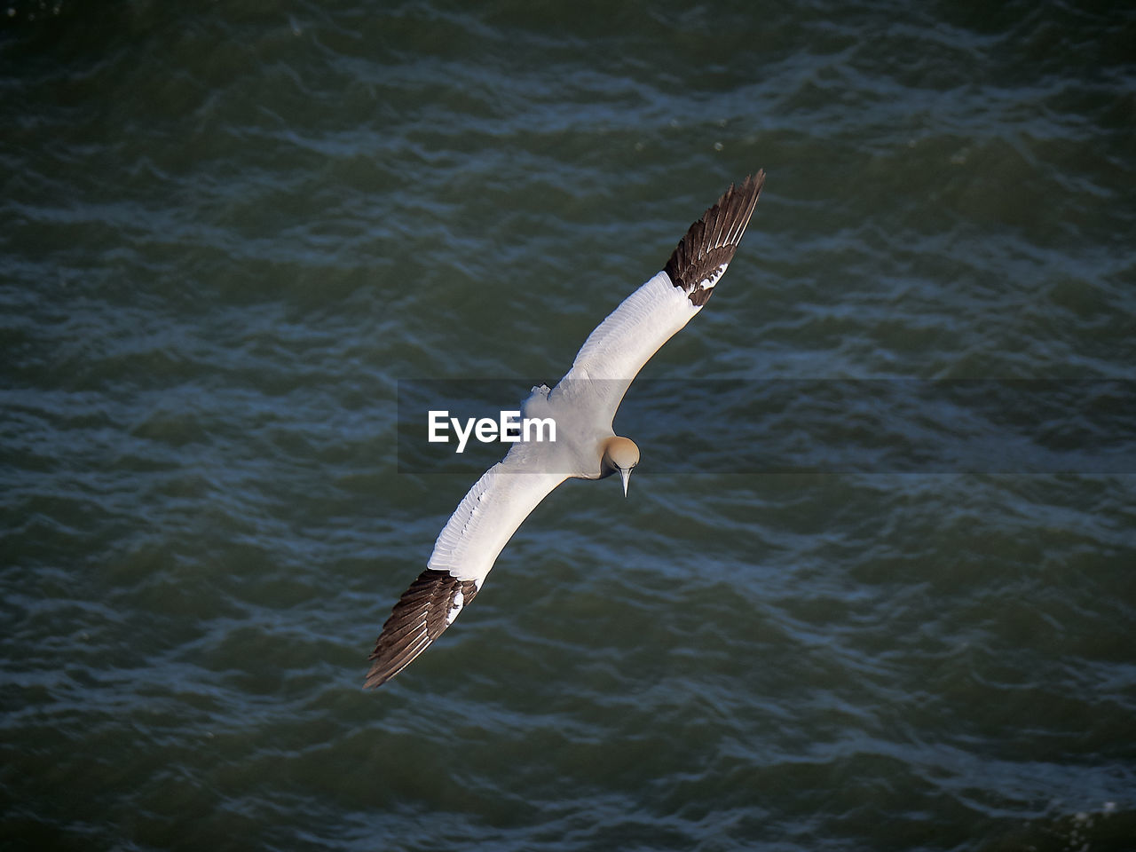 SEAGULL FLYING IN A SEA