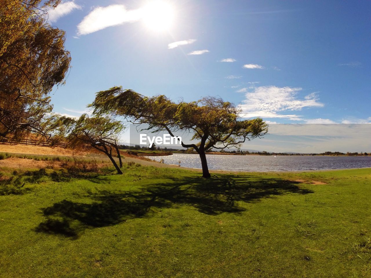 Trees on field by lake against sky