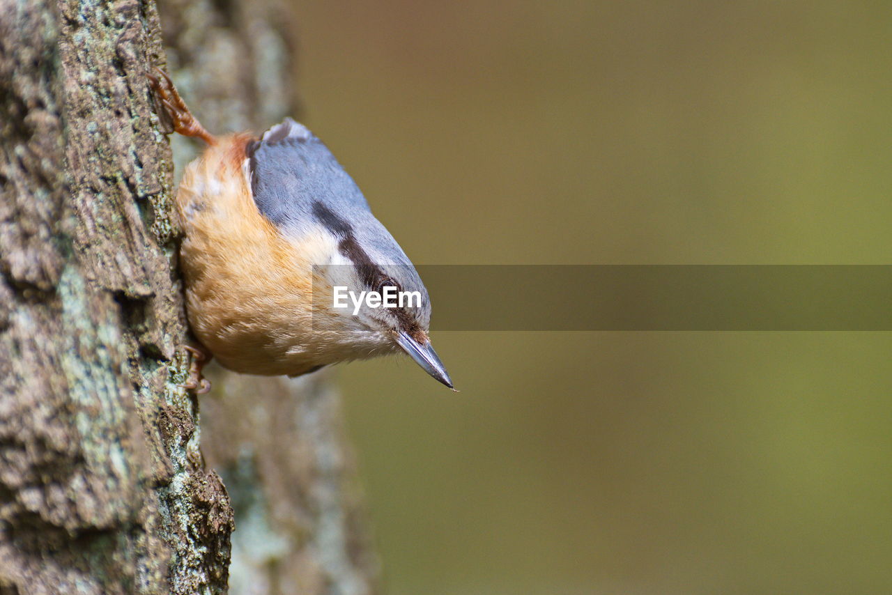 Nuthatch on a tree