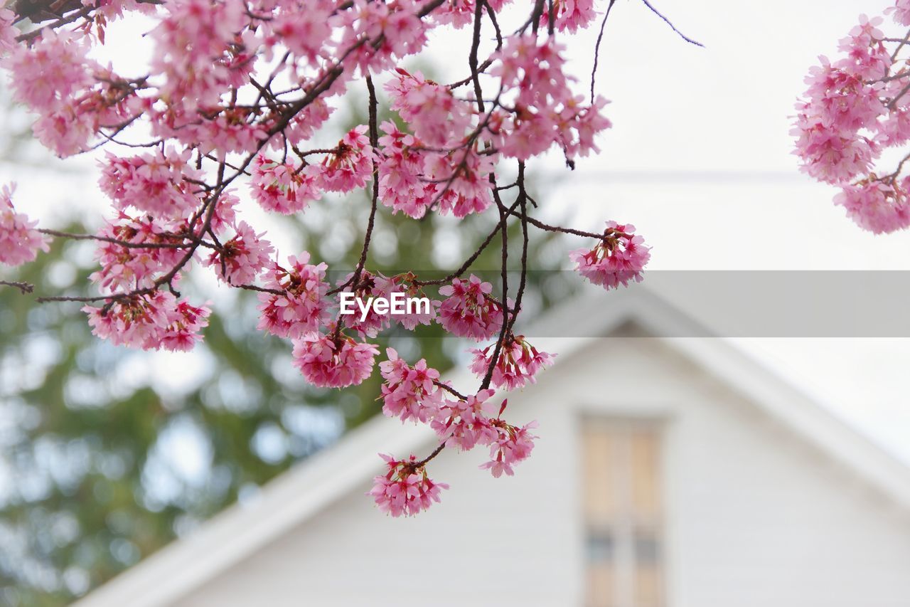 Low angle view of pink cherry blossom against house gable 