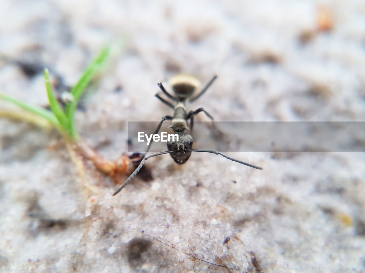 CLOSE-UP OF SPIDER OUTDOORS