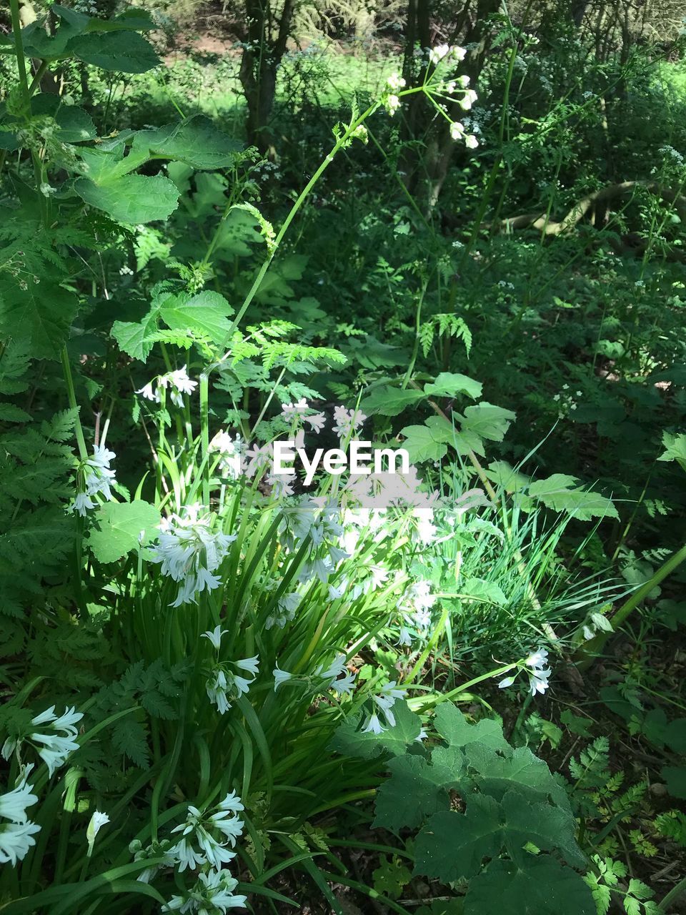 HIGH ANGLE VIEW OF FLOWERING PLANTS GROWING IN FOREST