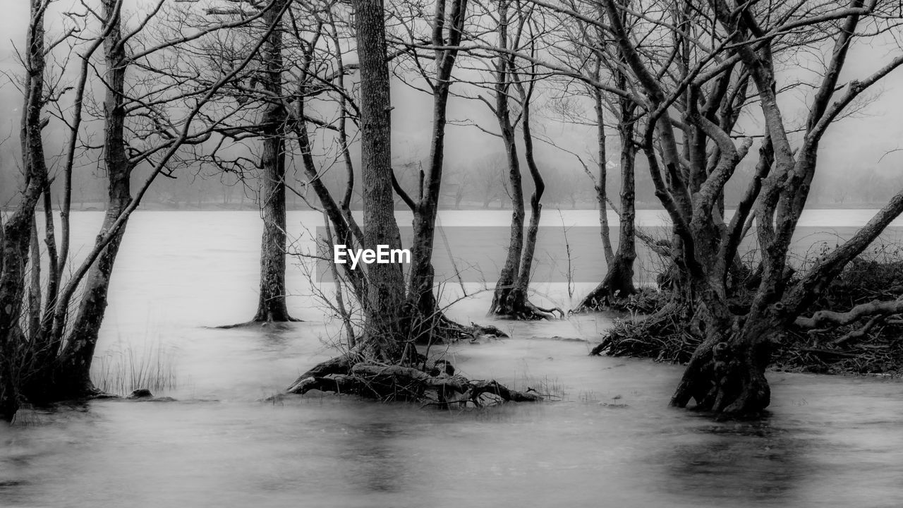 BARE TREES IN WATER AGAINST SKY