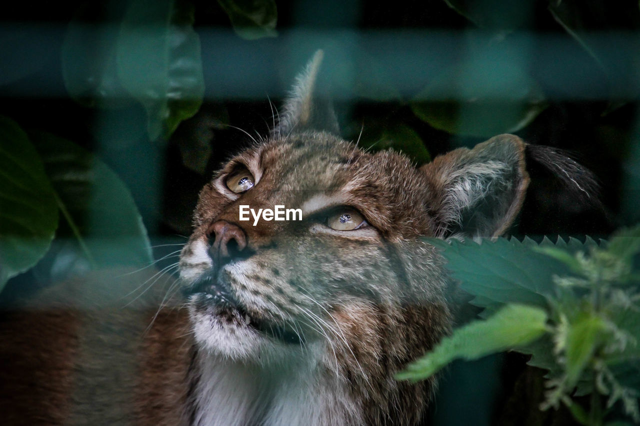 CLOSE-UP OF A CAT LOOKING AWAY OUTDOORS