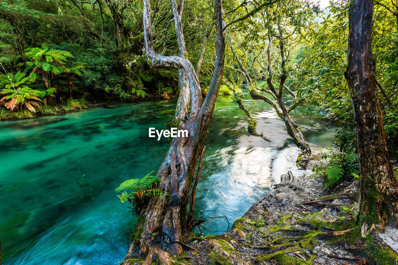 Stream amidst trees in forest