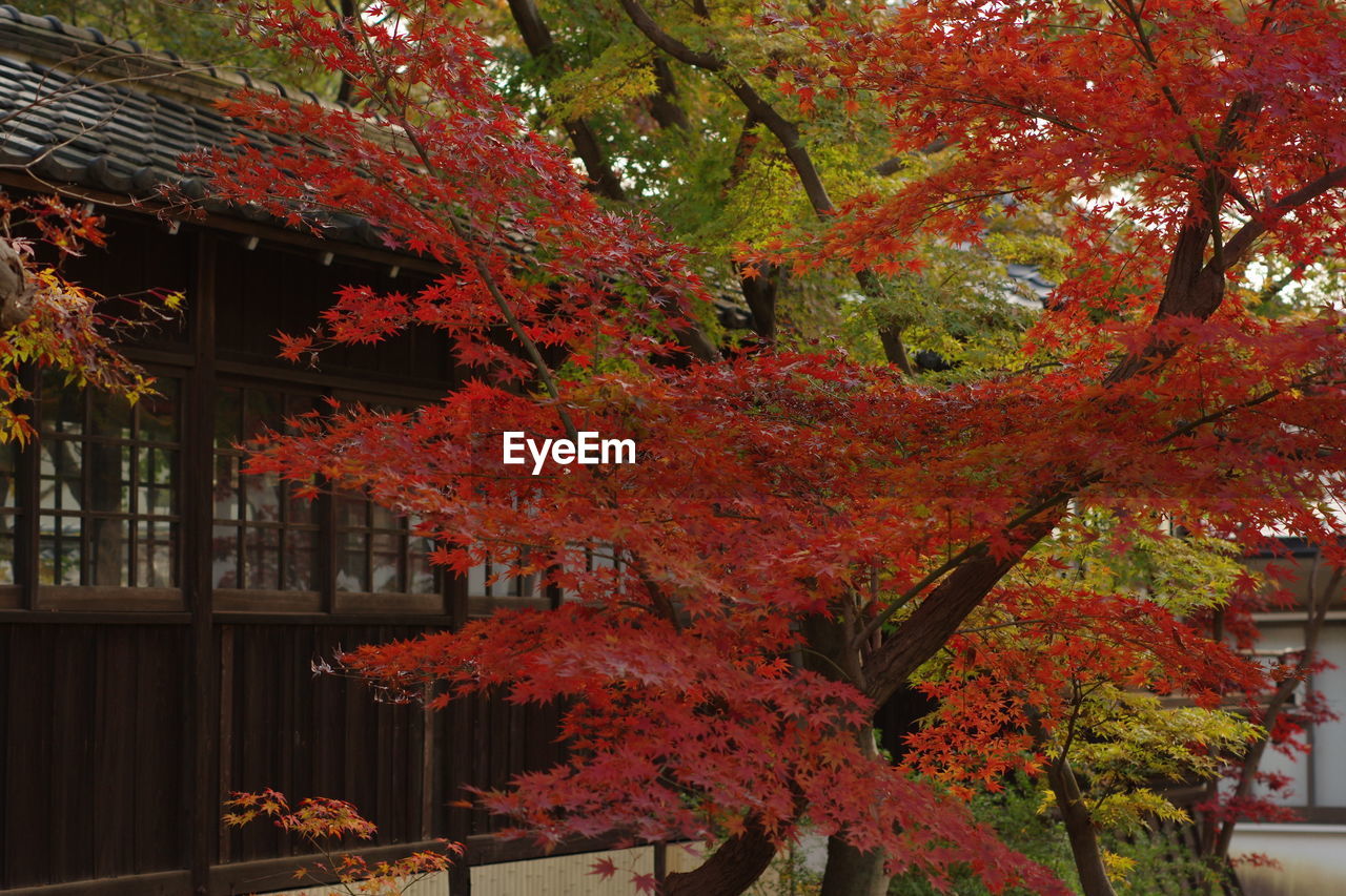 CLOSE-UP OF MAPLE LEAVES ON TREE