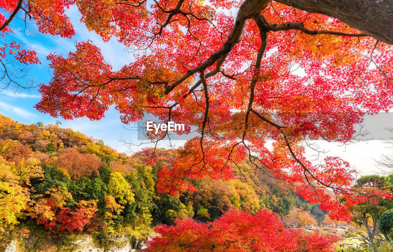 LOW ANGLE VIEW OF MAPLE TREE AGAINST SKY