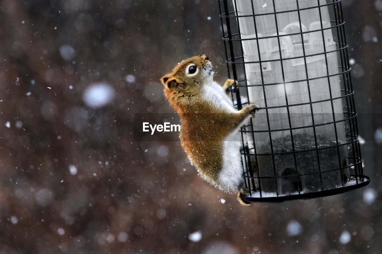 Squirrel proof bird feeder