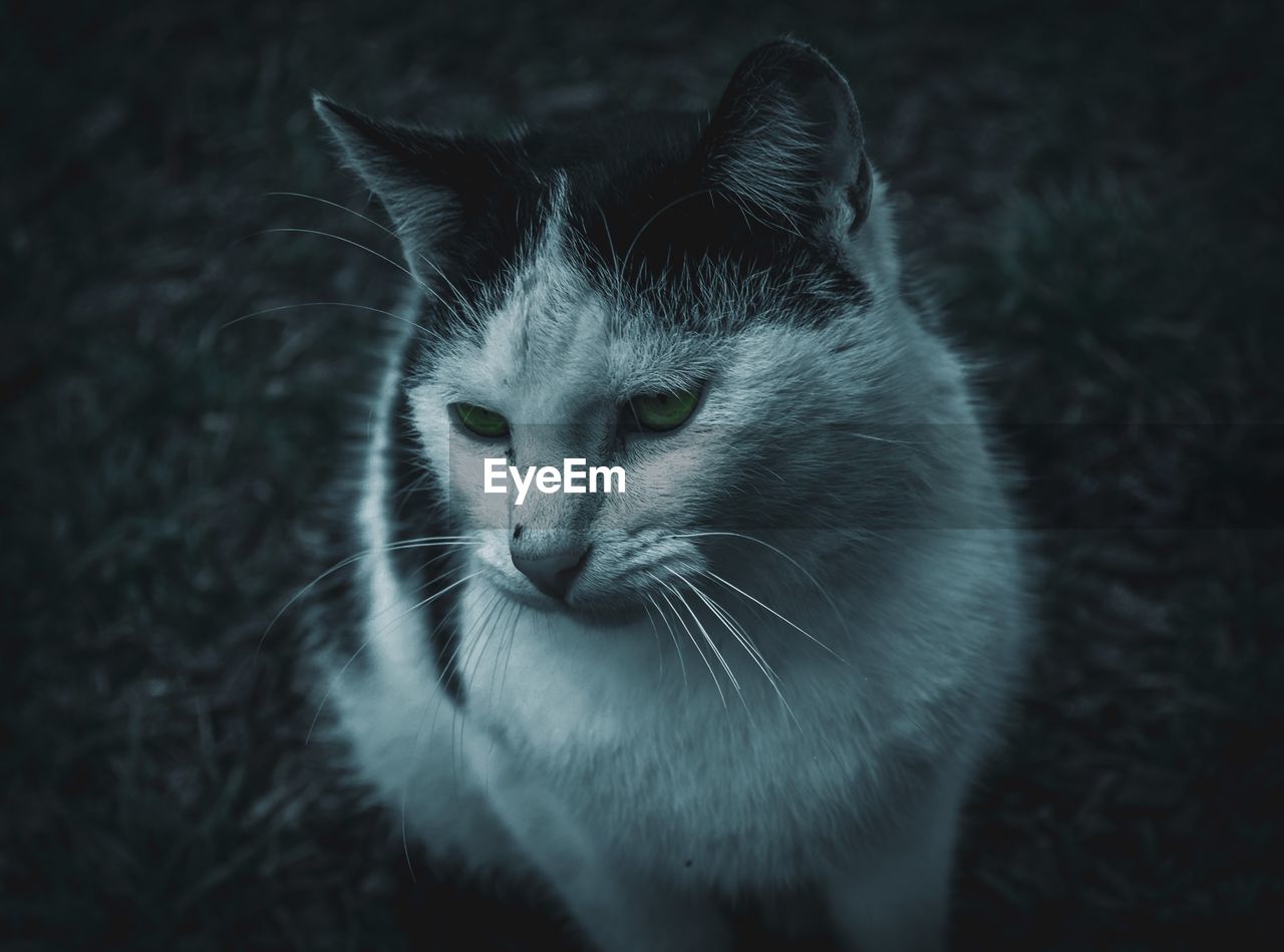 CLOSE-UP OF A CAT LOOKING AWAY