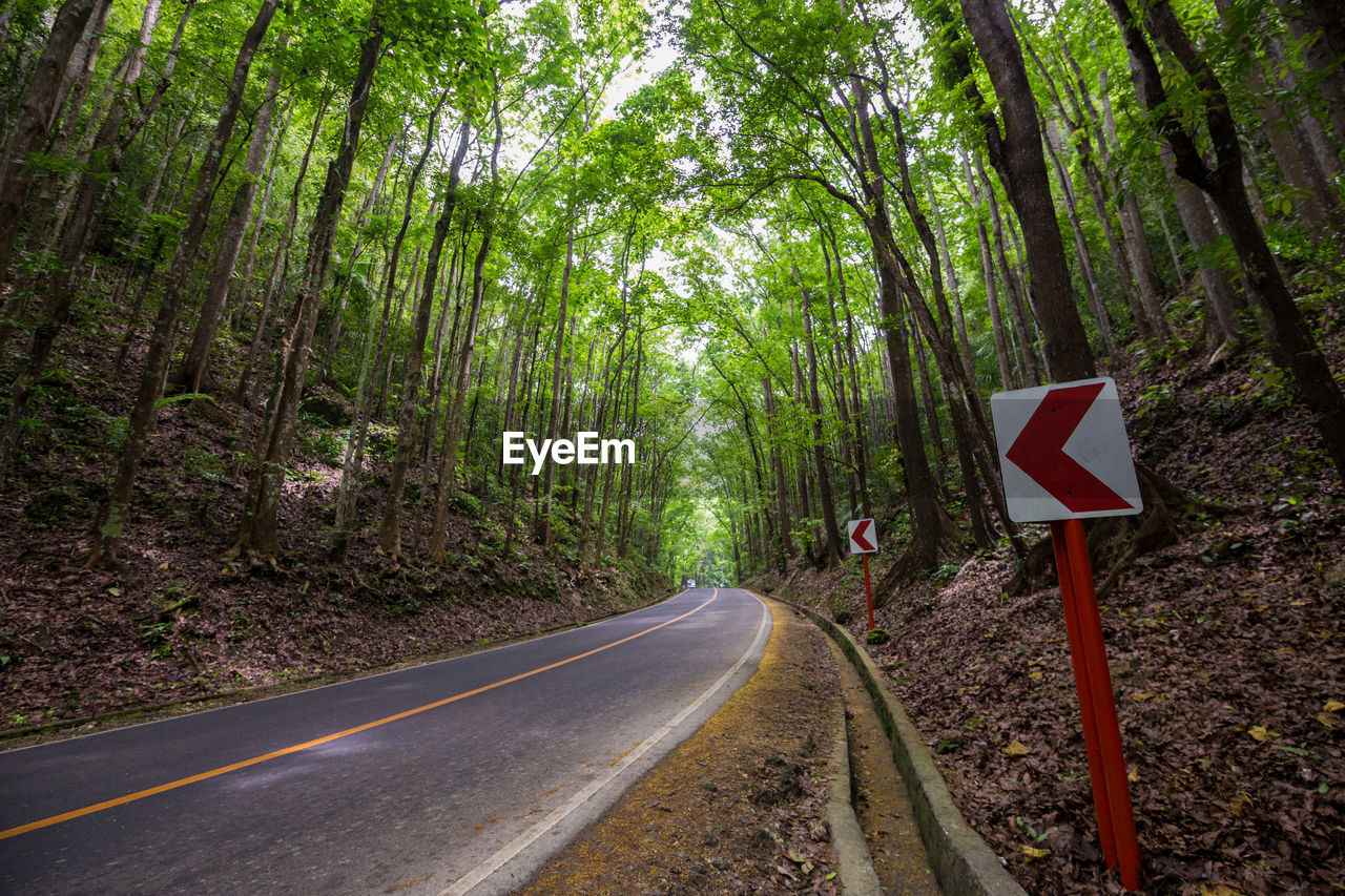 Directional sign by road amidst trees in forest