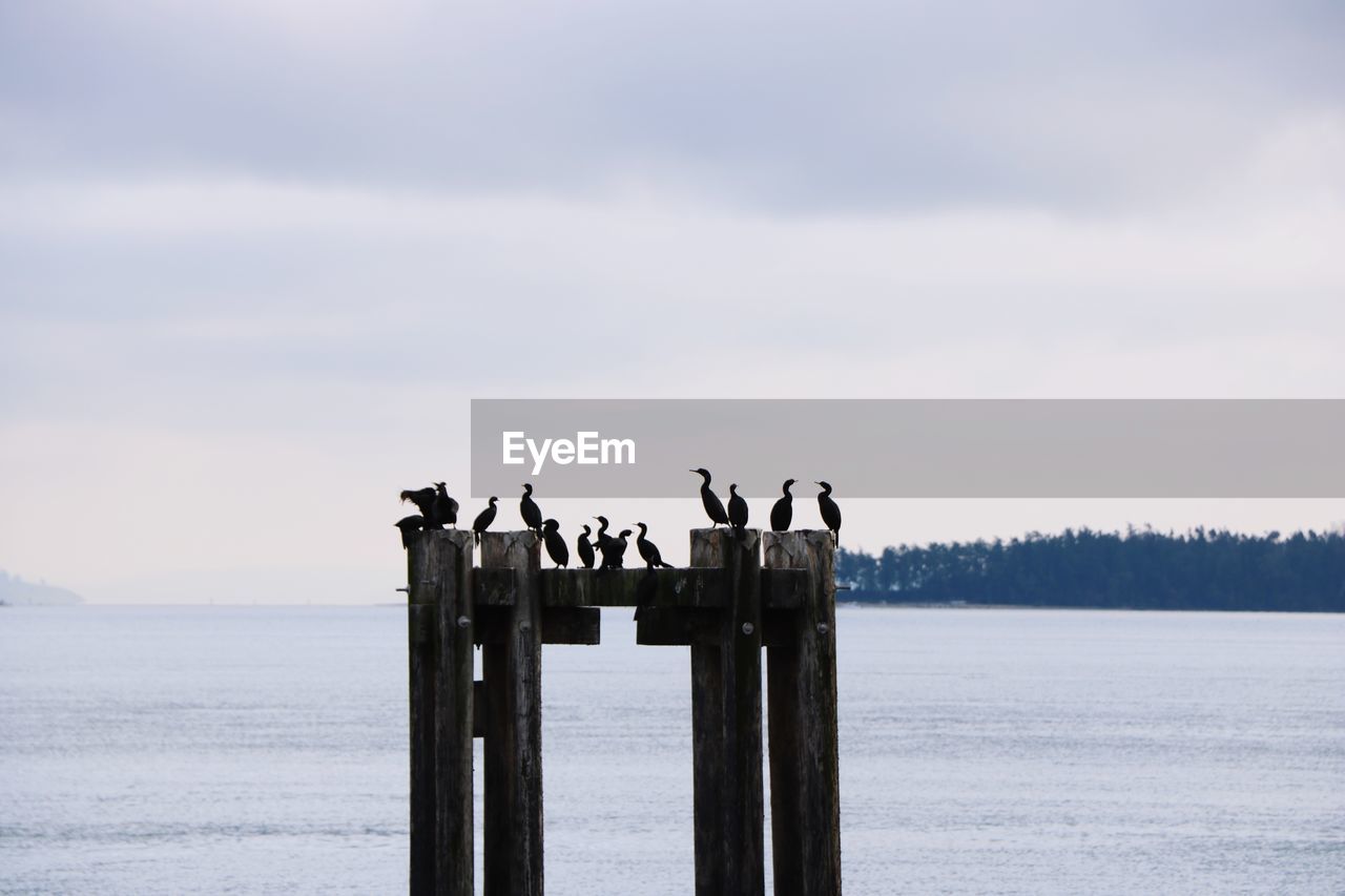 Birds perching on wooden post in sea against sky