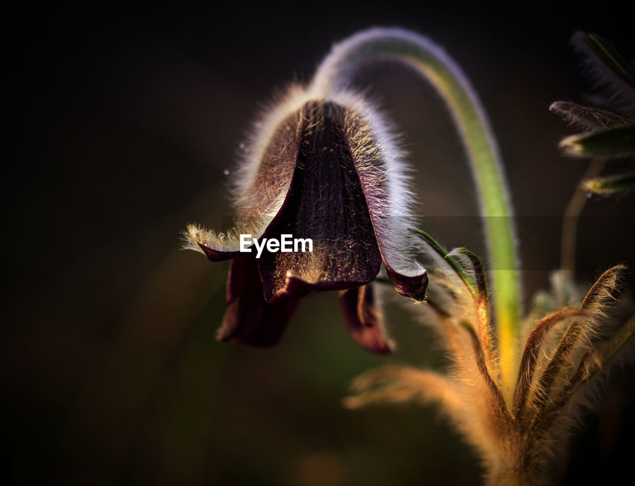 Close-up of flower on plant at night