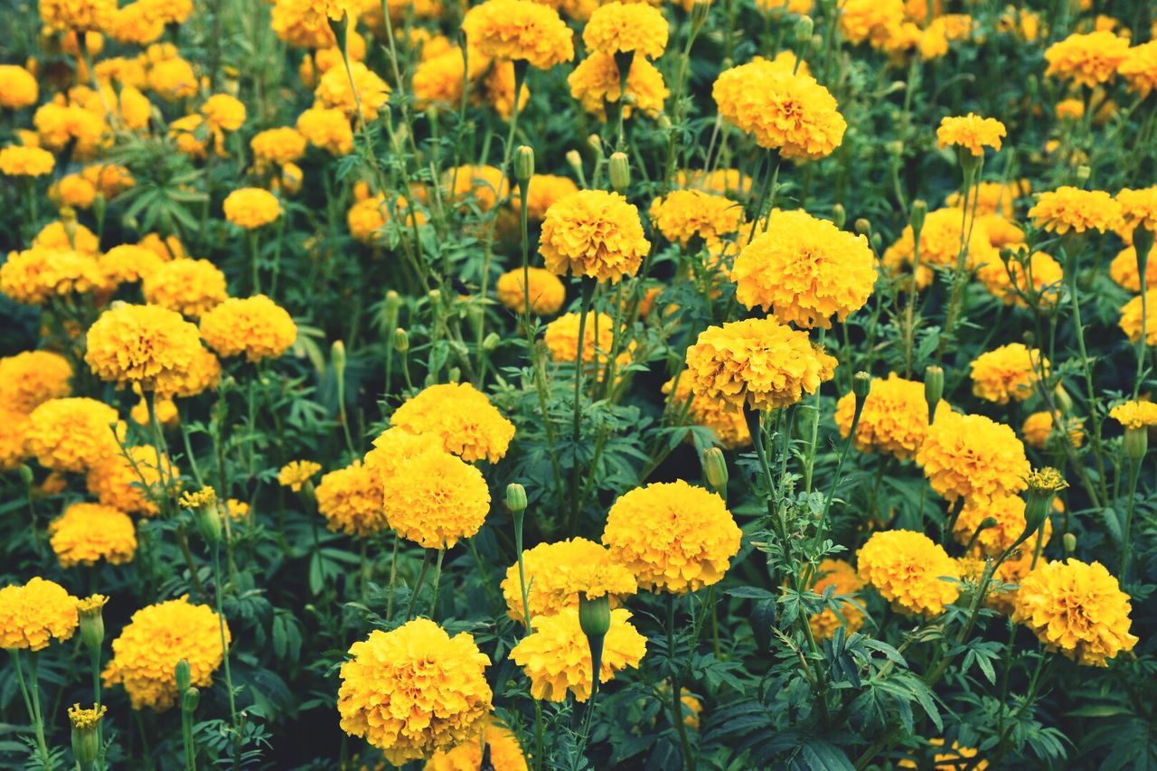 CLOSE-UP OF YELLOW FLOWERS BLOOMING IN PLANT