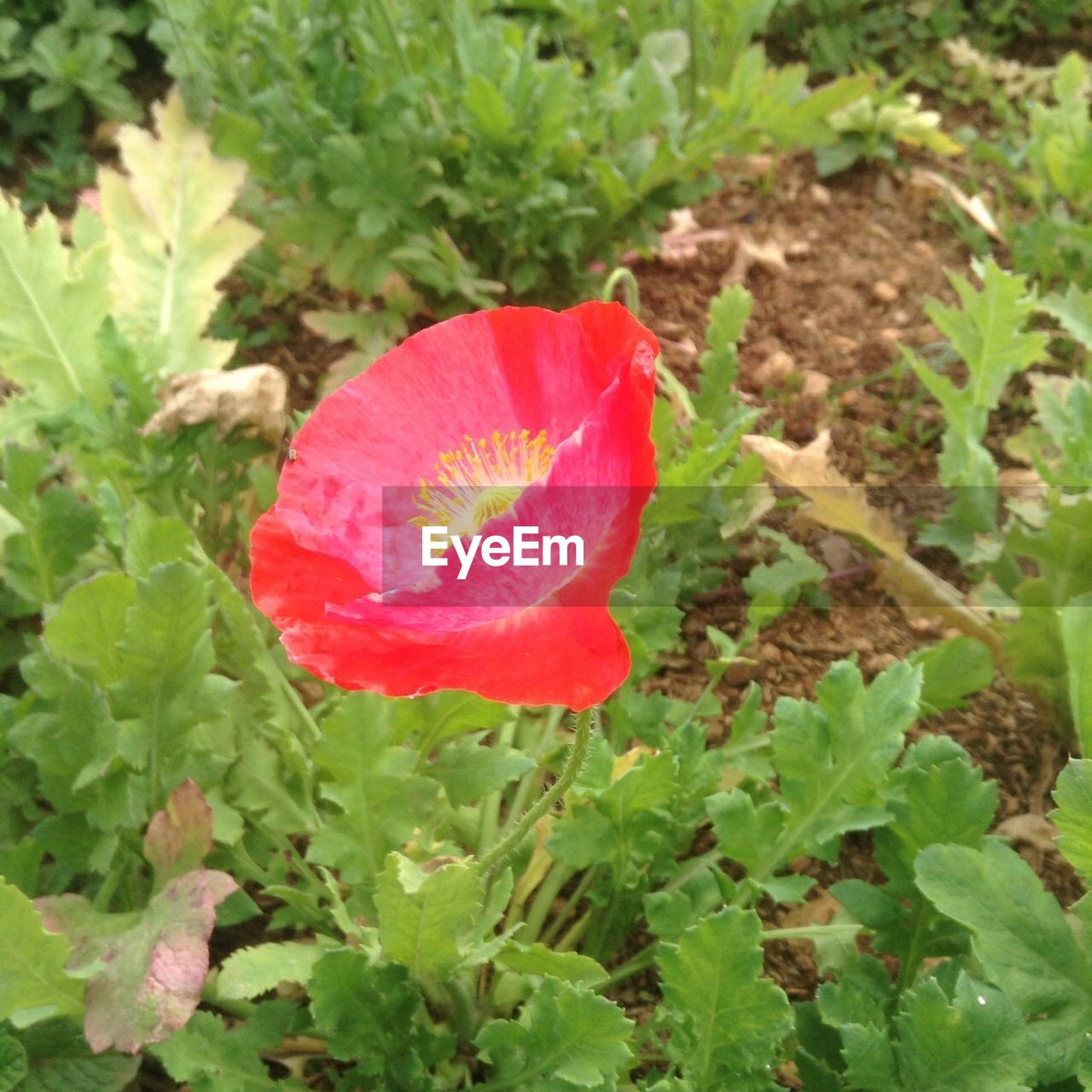 CLOSE-UP OF RED FLOWERS