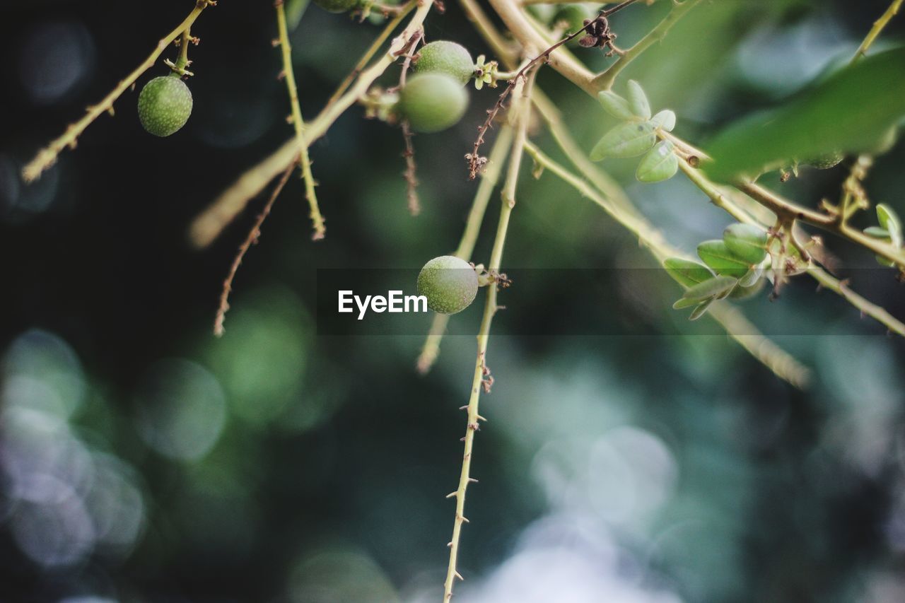 CLOSE-UP OF BERRIES ON TREE