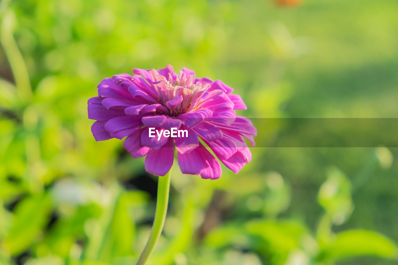 Close-up of pink flower