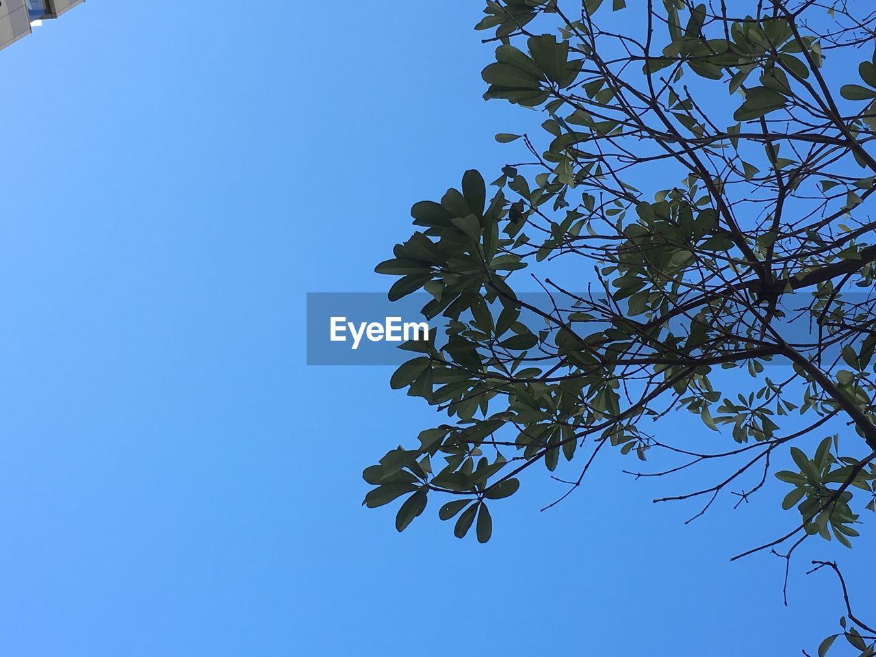 LOW ANGLE VIEW OF PLANTS AGAINST CLEAR BLUE SKY