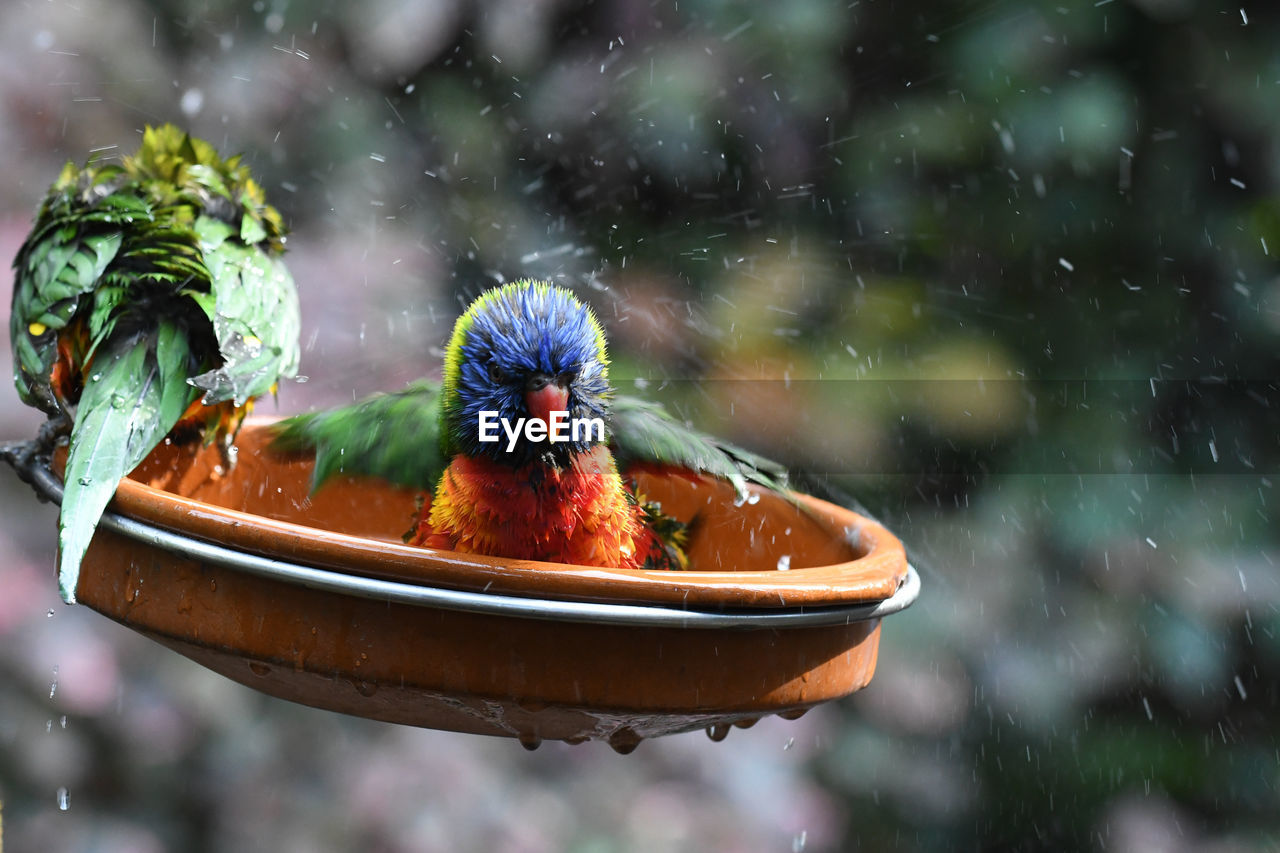 CLOSE-UP OF A BIRD IN A WATER