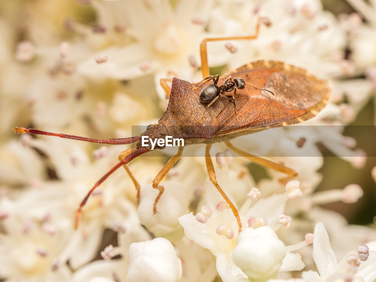 Closeup shot of box bug with brown ant on its back