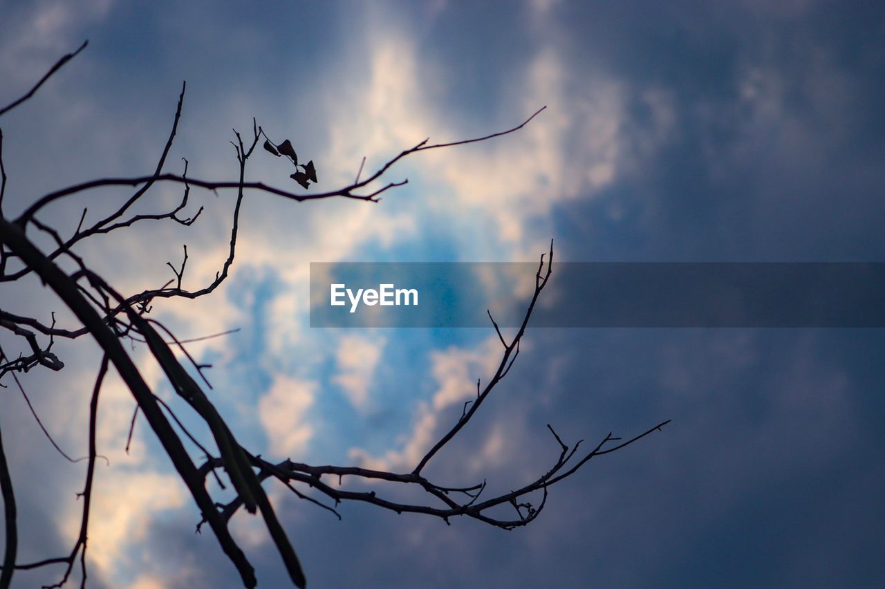 LOW ANGLE VIEW OF BARE TREE AGAINST SKY AT SUNSET