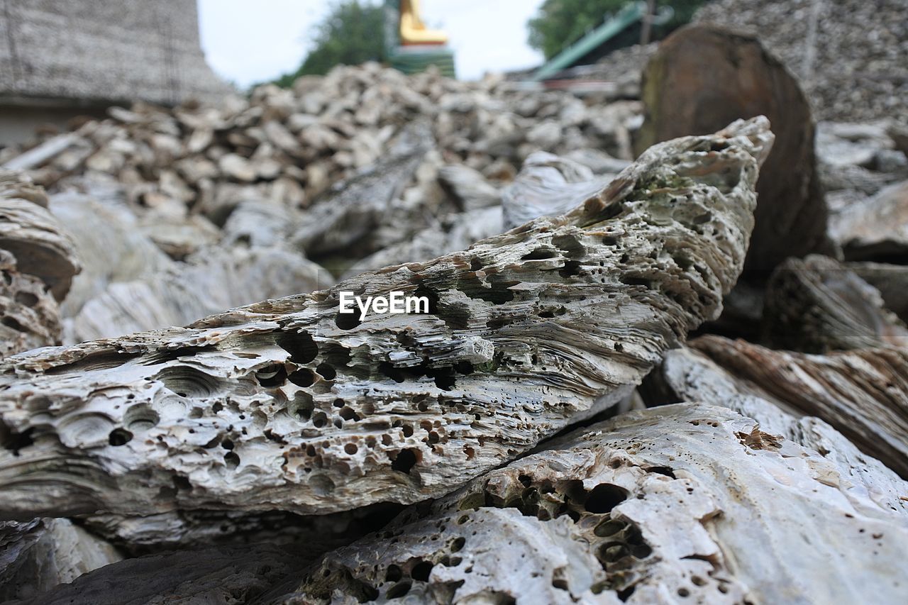 CLOSE-UP OF LOG ON TREE TRUNK