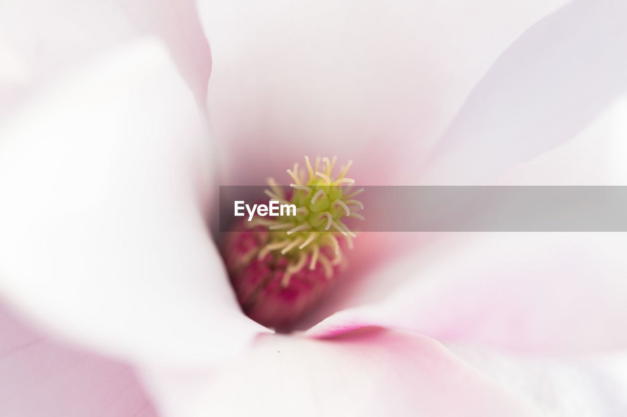 Macro shot of pink flower